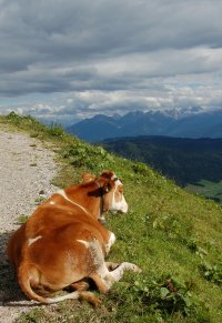 A cow with a view